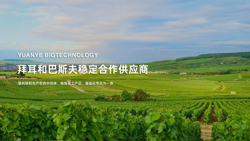 引物合成：定制过程中的关键注意事项