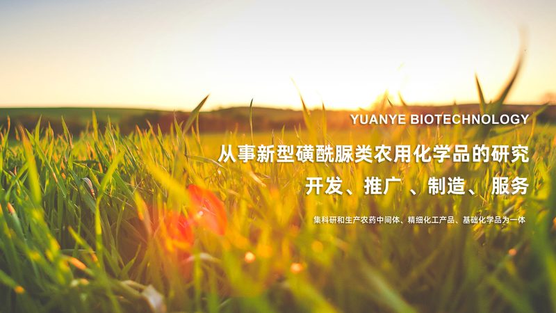 上海CDMO与CMO公司：揭秘背后的差异与选择要点